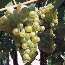 Veltlínské zelené